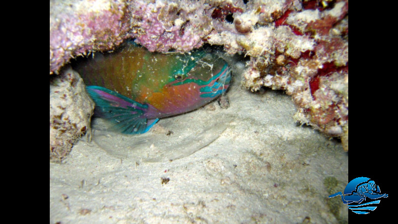 Papageifisch in Schutzblase (Nachttauchgang)